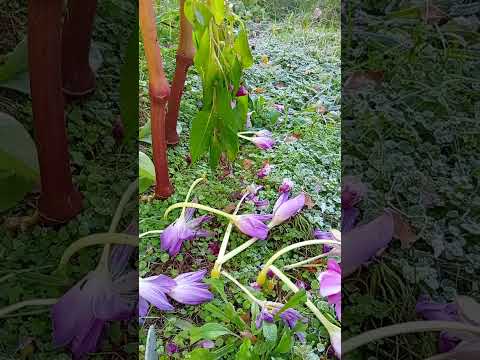 Видео: Заморозки .1 октября .... полсада  в тряпочку. Тверская область.