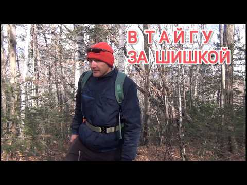 Видео: Сбор кедрового ореха. Поход в уссурийскую тайгу. Жизнь в Приморье