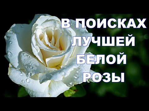 Видео: Какие белые розы самые красивые?