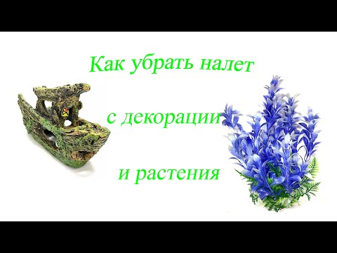 Видео: Для новичков, как и чем отмыть искусственные растения, декорации и камни, чтоб были как новые !
