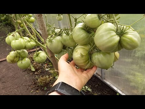 Видео: ТОМАТЫ ЛЮБОВЬ НАВСЕГДА, буду выращивать в 2026 году, крупноплодные, настоящее томатное мясо