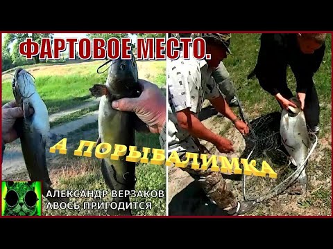 Видео: Фартовое место. Сомик рвет снасти.  А порыбалимка 4-й выпуск 24г.