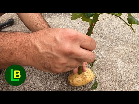 Видео: Я воткнул розу в картошку, и результаты очаровательны. Я могу произвести бесчисленное количество