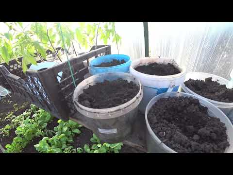 Видео: НАЧАЛО АПРЕЛЯ, А В ТЕПЛИЦЕ УЖЕ ВСЁ РАСТЁТ И ЕСТЬ ЧТО НАРВАТЬ К СТОЛУ НА САЛАТ