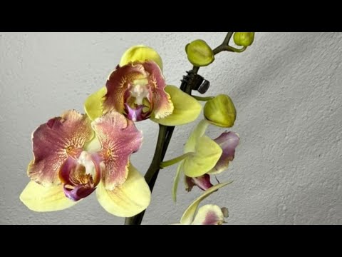 Видео: Мои новинки 🦋💛🦋💛🦋