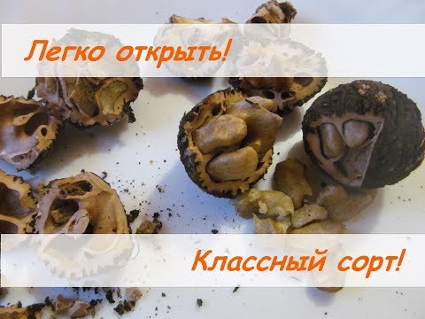 Видео: Черный орех.  Как легко открыть + демонстрация  классного сорта - толщина скорлупы и процент ядра