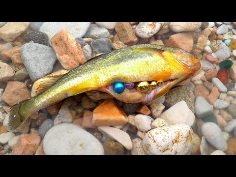 Видео: Невероятная золотая рыбка с большими золотыми жемчужинами в животе