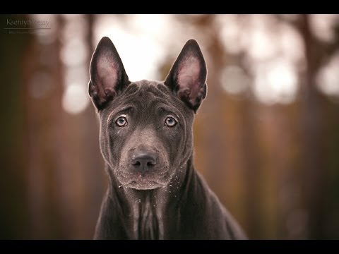 Видео: Тайский риджбек