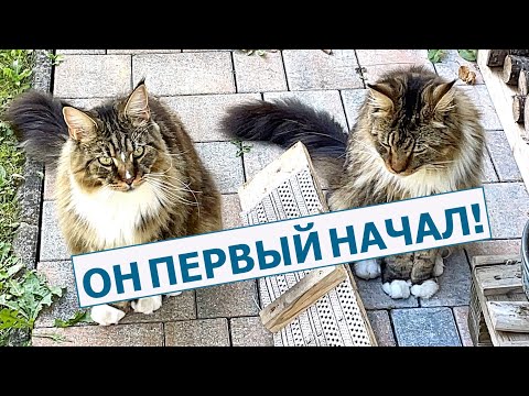 Видео: Мейн-куны Анфиса и Арчи  выясняют отношения, а мы покупаем ёлку!