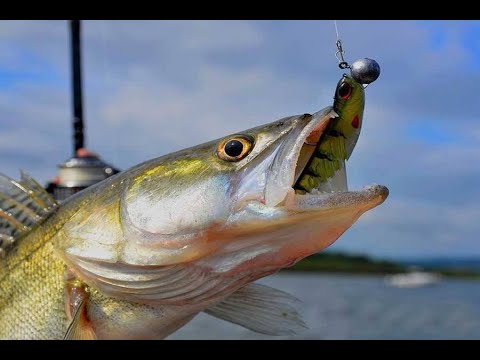 Видео: Как найти судака на большой реке