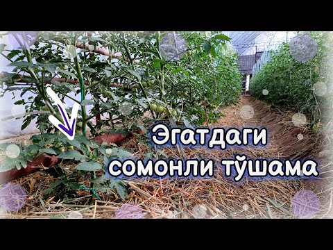 Видео: Сомонли эгат тажрибаси