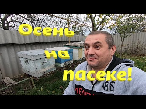 Видео: Как сидят пчелы перед зимой! Октябрь на пасеке!