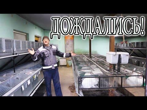 Видео: НОВЫЕ КЛЕТКИ В СТАРОМ КРОЛЬЧАТНИКЕ