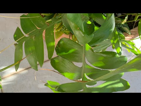 Видео: Пересаживаем эпифиллум. Какой нужен для него грунт. Epiphyllum chrysocardium