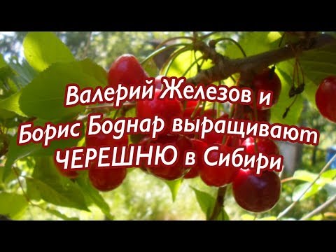 Видео: В.Железов в гостях у Волшебника Б.Боднара