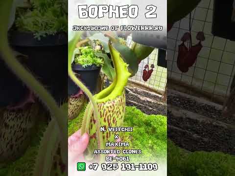 Видео: Редкие непентесы с Борнео, только в магазине Flowerrr.ru