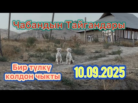 Видео: 10-Сентябрь экен😁 Бүгүн кеч тартылды