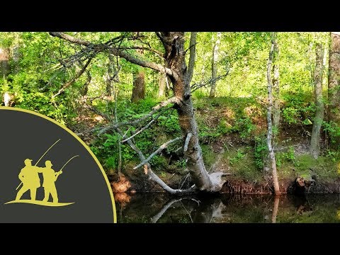 Видео: Рыбалка на фидер на самой маленькой реке