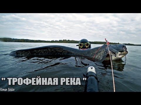 Видео: подводная охота на ТРОФЕЙНОГО СОМА. Два дня охоты на Сома и Судака.