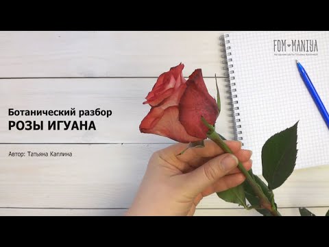 Видео: Ботанический разбор РОЗЫ ИГУАНА