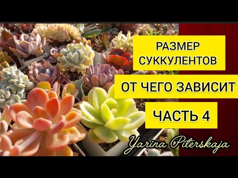 Видео: Размер суккулентов.  От чего зависит.  Часть 4