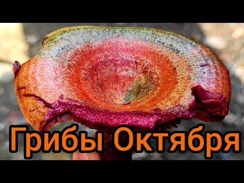 Видео: 🍁Какие Грибы Растут в Октябре 🍁