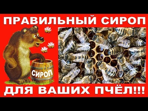 Видео: Правильный сироп для ваших пчёл!