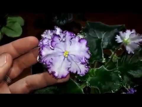 Видео: Размножение фиалок в воде, все тонкости и нюансы