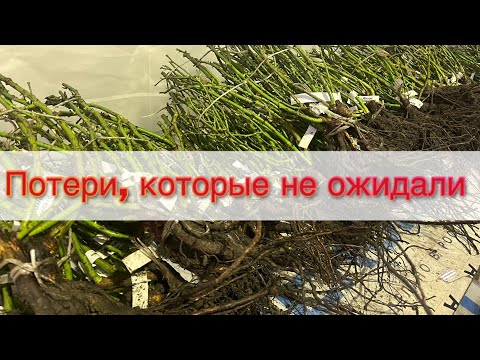 Видео: Более 100 шикарных роз потеряны!!!