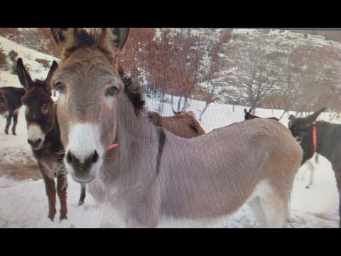 Видео: Приют за пенсионирани магарета