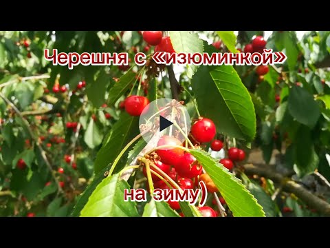 Видео: Черешня с "изюминкой" на зиму) Вкусно и просто!