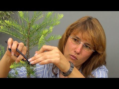 Видео: Бонсай из лиственницы (ч.1).
