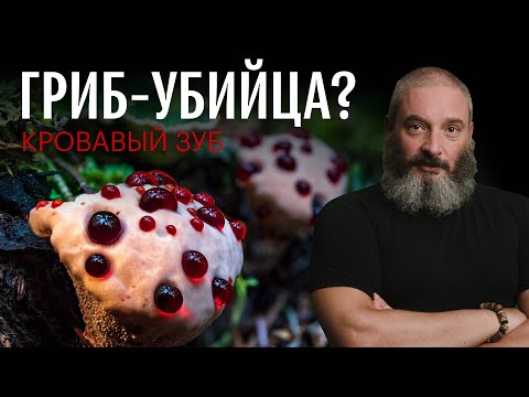 Видео: Странные грибы: гиднеллум Пека, грибы-паразиты, рамария, энтолома, рогатик. Михаил Вишневский