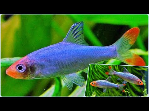 Видео: Савбва Красноносая расбора. Содержание в аквариуме, разведение расбор и совместимость