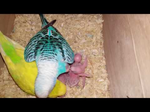 Видео: Гнездо волнистых попугаев