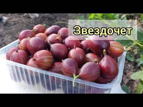 Видео: Крыжовник Звездочёт - огромный и самый ранний