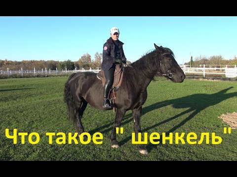 Видео: Что такое шенкель