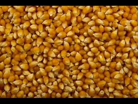 Видео: Пьяная Кукуруза для ловли Амура и Карася! Простая Ферментация!