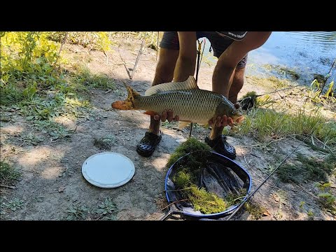 Видео: Рыбалка, сазан и крупный карась на Днестре.#рыбалка #карась #fishing #carpfishing #carp 