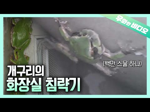 Видео: Вторжение лягушки в мою ванную ...