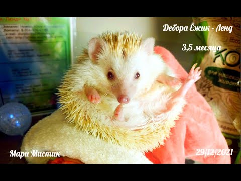 Видео: Вася и Даша НЕ хотят ЕСТЬ живых насекомых ! африканский ёж