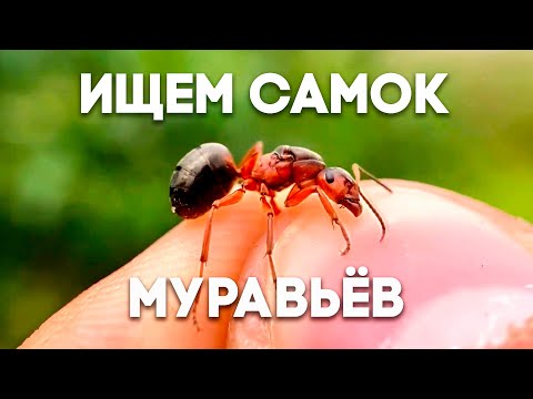 Видео: Ночные рейды рабовладельцев и огромные муравейники! Снова выходим на охоту за муравьями!