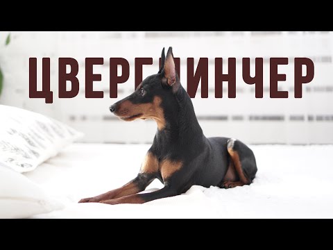Видео: ЦВЕРГПИНЧЕР [1]. Вся правда о породе. Рассказ опытного владельца