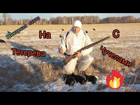 Видео: ТАКОЙ ОХОТЫ НА ТЕТЕРЕВА У МЕНЯ НЕБЫЛО!!!!! ШИКАРНАЯ ОХОТА НА ТЕТЕРЕВА С ЧУЧЕЛАМИ!!!!