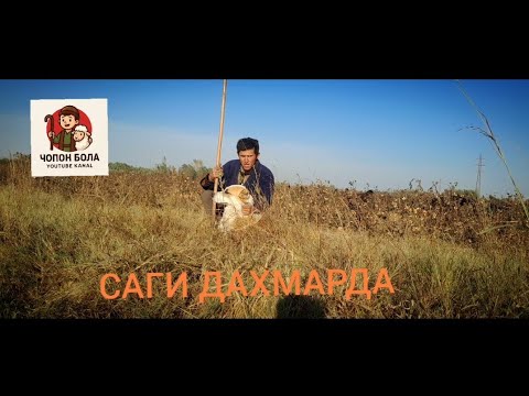 Видео: САГИ ДАХМАРДА #чӯпонбола 