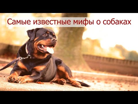 Видео: 8 мифов о собаках.  Эта информация будет полезна для вас)))