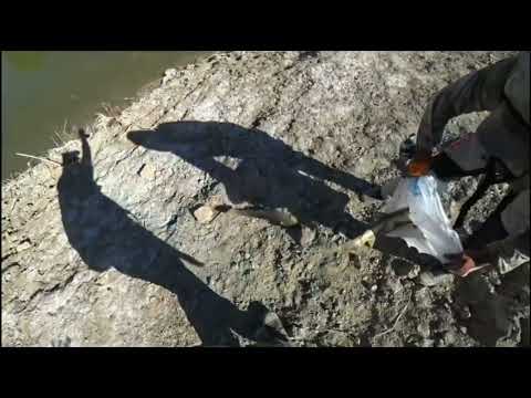 Видео: рыбалка с рогаткой Казахстан день белых амуров#fishing #рыбалка #2024
