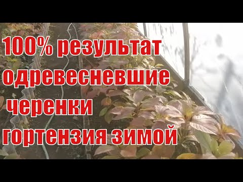 Видео: Супер череночник для зимнего укоренения одревесневшими черенками  гортензии.крупнолистной