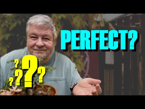 Видео: Идеальный бонсай для новичков?