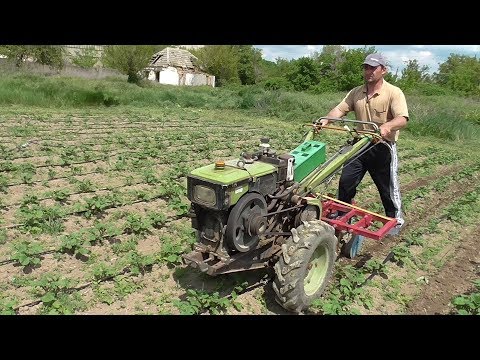 Видео: Культивация и окучивание картофеля по капельной ленте